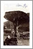 ICOD DE LOS VINOS: EL DRAGO, Fotógrafo: SIN IDENTIFICAR, Año de creación: 1920 1925, © FEDAC/CABILDO DE GRAN CANARIA