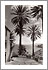 LOS REALEJOS: RAMBLA DE CASTRO. KÜSTE, HAUS UND PALMEN, Foto:  BAENA, E. FERNANDO, Entstehungsjahr: 1920-1925, © FEDAC/CABILDO DE GRAN CANARIA